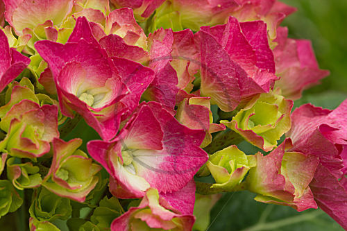 Gartenhortensie