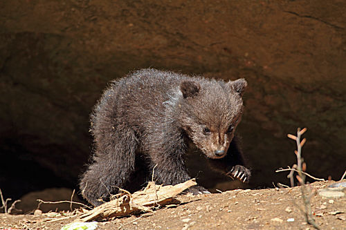 Braunbär