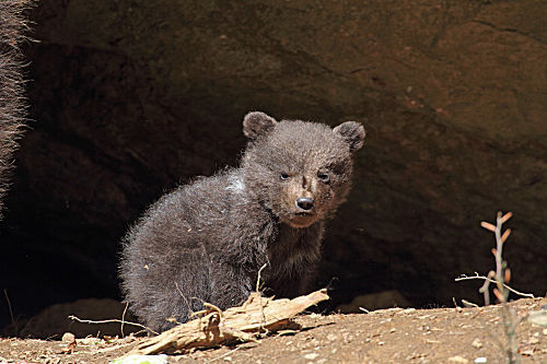 Braunbär