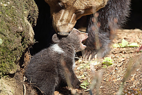 Braunbär