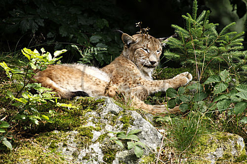 Luchs