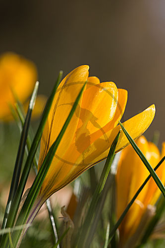 Gold-Krokus
