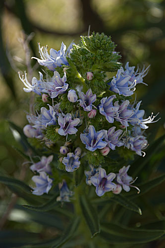 Echium decaisnei