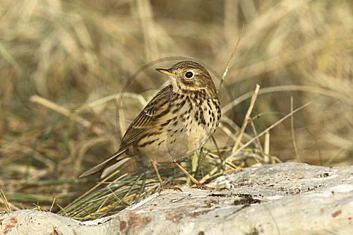 Wiesenpieper