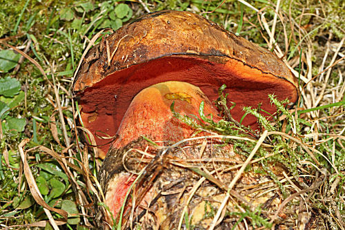Flockenstieliger Hexenroehrling