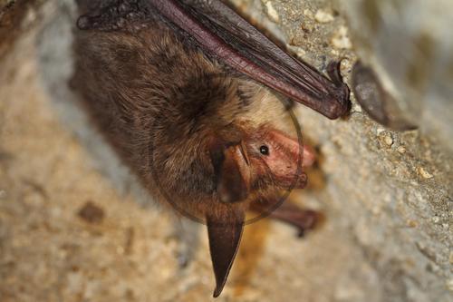 Bechsteinfledermaus