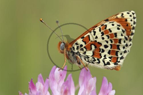 Roter Scheckenfalter