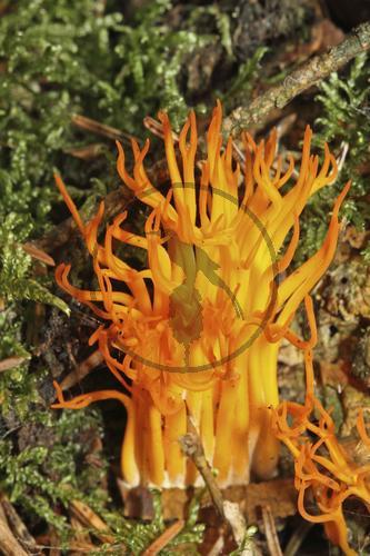 yellow stagshorn