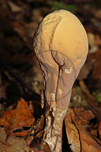Herkuleskeule