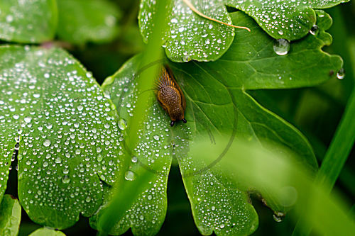 Wegschnecke im Regen