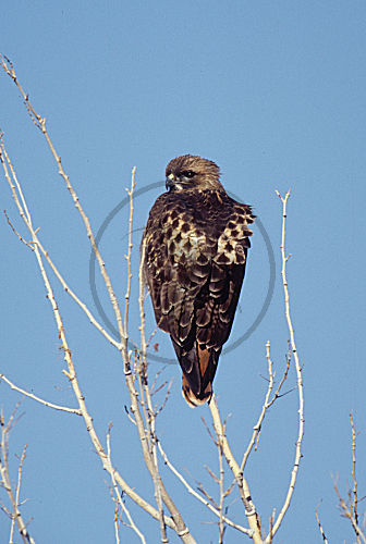 Rotschwanzbussard