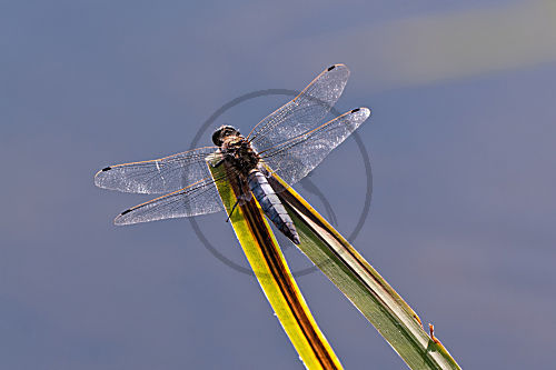 Libelle, Plattbauch, Libellula depressa