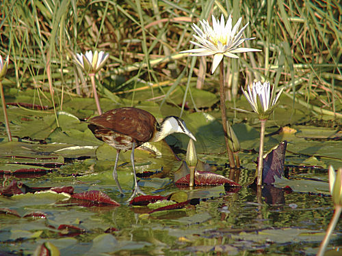 Blaustirn-Blatthühnchen