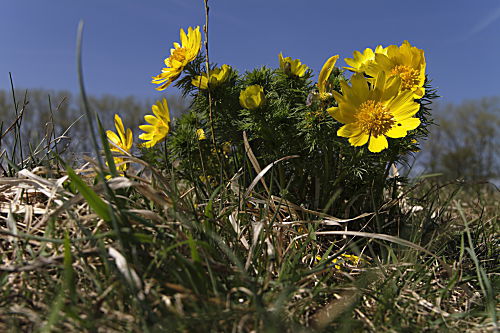 Frühlings-Adonisröschen oder Frühlings-Adonis, Adonis vernalis