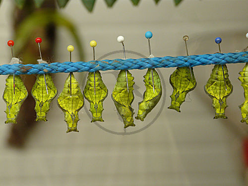 Tropische Schmetterlinge
