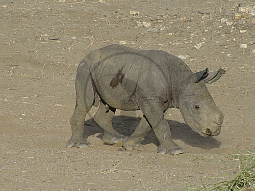 Breitmaulnashorn