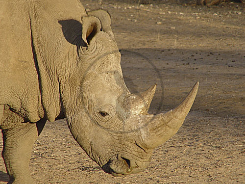 Breitmaulnashorn