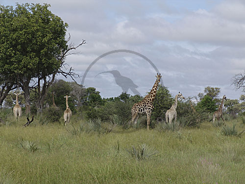 Giraffe