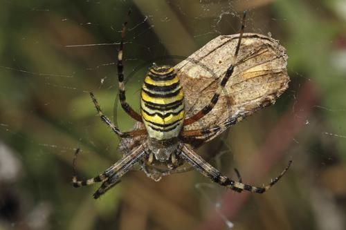 Zebraspinne