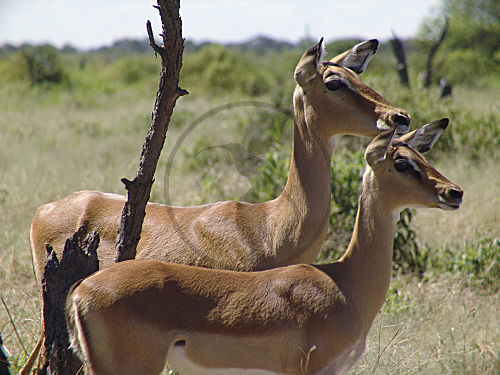 Impala, Schwarzfersenantilope