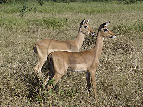 Impala, Schwarzfersenantilope