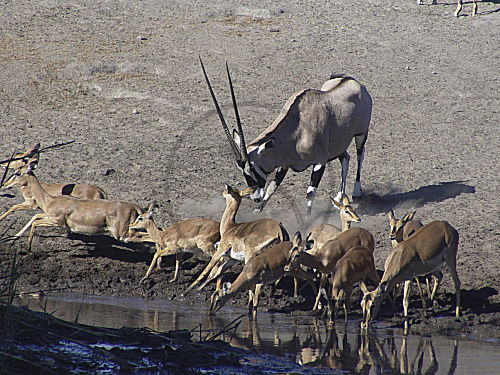 Schwarznasenimpala