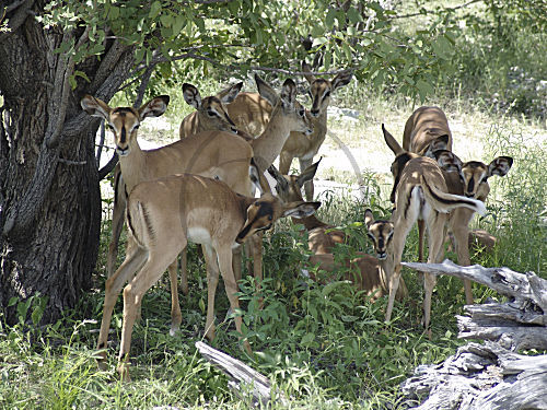 Schwarznasenimpala