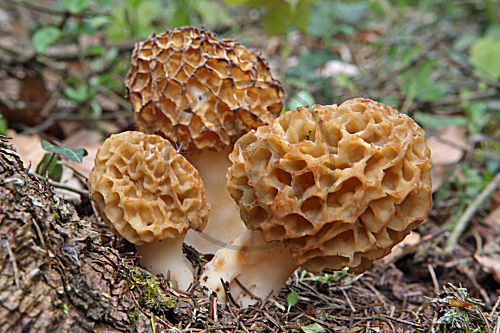 Speisemorchel