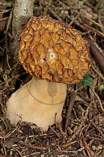 Speisemorchel