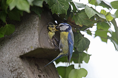Blaumeise