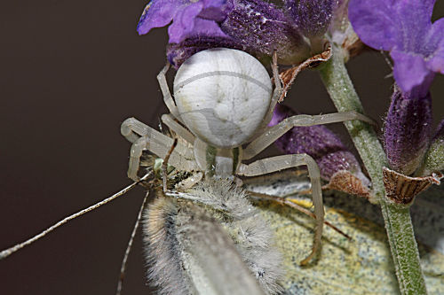 Veränderliche Krabbenspinne