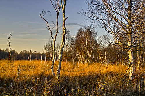 HERBST IM MOOR