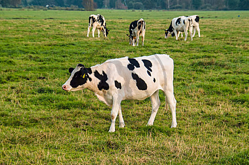 SCHWARZBUNTE AUF DER WEIDE