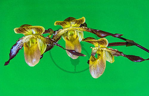 cypripedium FRAUENSCHUH-ORCHIDEE