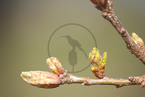 Baumblüten im Frühling
