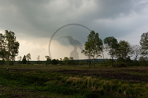Reservat Hohes Venn, Belgien