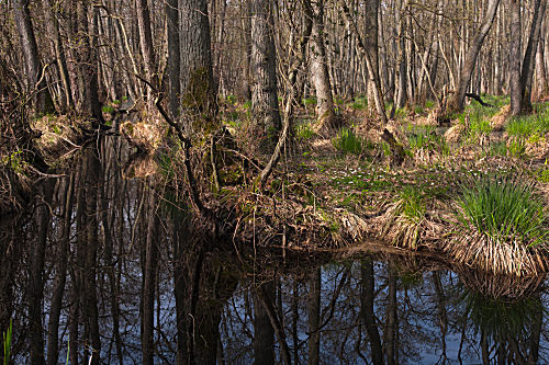 Darsswald im Nationalpark Vorpommersche Boddenlandschaft, Deutschland