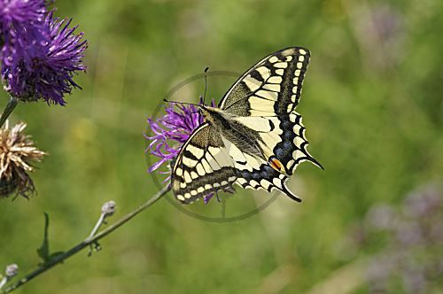 Ritterfalter, Schmetterling, Schwalbenschwanz,