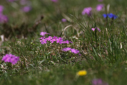 Mehlprimel, Primula farinosa