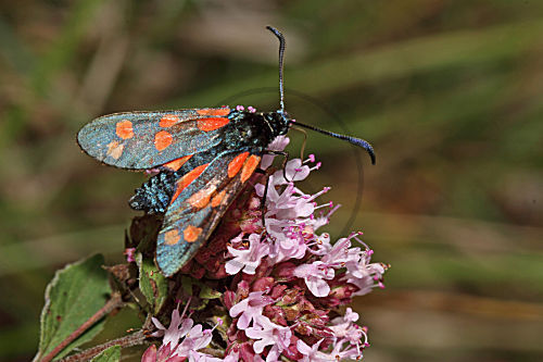 Blutströpfchen