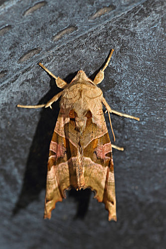 Achateule