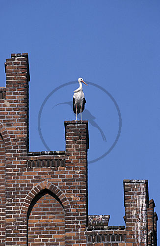 Weißstorch