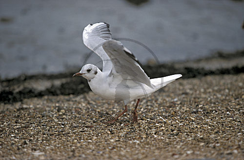 Lachmöwe