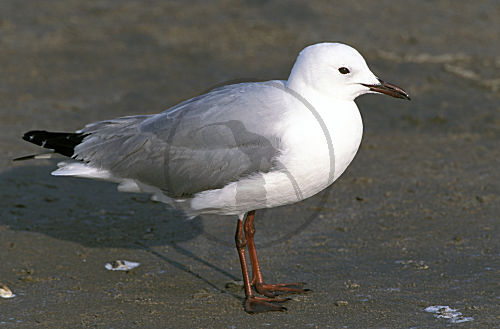 Hartlaubmöwe