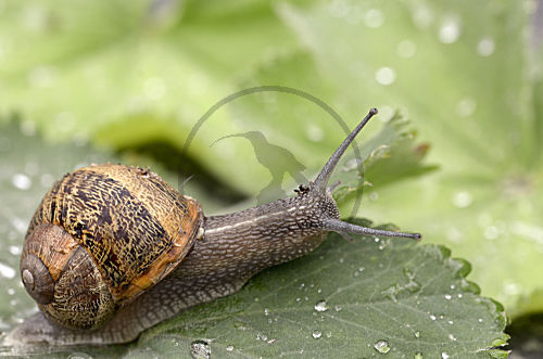 Weinbergschnecke 2