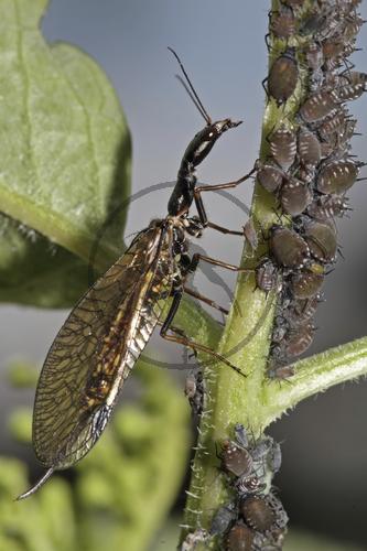 Kamelhalsfliege