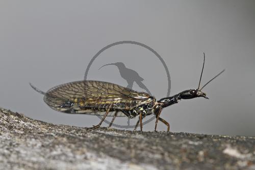 Kamelhalsfliege