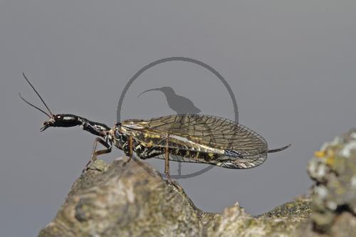Kamelhalsfliege