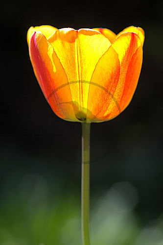 Triumph Tulpe "Golden Mirjoran"