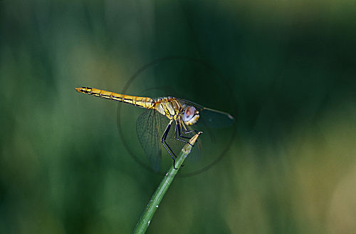 Großlibelle aus Botswana